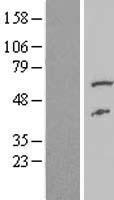 FAAH2 Human Over-expression Lysate