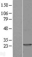 LYG1 Human Over-expression Lysate