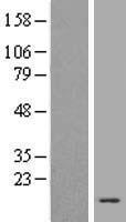 H4-16 Human Over-expression Lysate