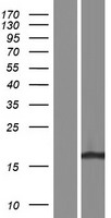PILRB Human Over-expression Lysate