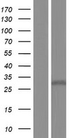 ZDHHC22 Human Over-expression Lysate