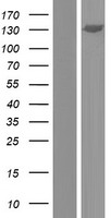 GTF2IRD2 Human Over-expression Lysate