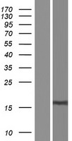 LINC02870 Human Over-expression Lysate