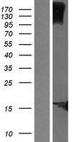KRTCAP2 Human Over-expression Lysate