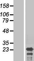 C8orf42 (TDRP) Human Over-expression Lysate