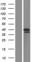 Aprataxin (APTX) Human Over-expression Lysate