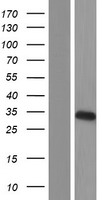 C19orf63 (EMC10) Human Over-expression Lysate