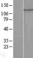 PLEKHA7 Human Over-expression Lysate