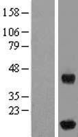 IFT20 Human Over-expression Lysate