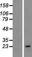 CLRN1 Human Over-expression Lysate