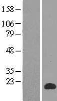 SPACA3 Human Over-expression Lysate