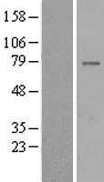 GIMAP8 Human Over-expression Lysate
