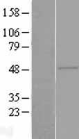 ZAR1 Human Over-expression Lysate