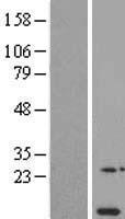 NDUFA11 Human Over-expression Lysate