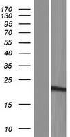 SSX5 Human Over-expression Lysate