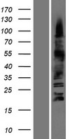 OLIG3 Human Over-expression Lysate