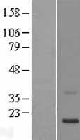 KRTAP11-1 Human Over-expression Lysate