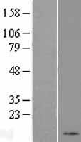 KRTAP8-1 Human Over-expression Lysate