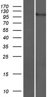 CHSY3 Human Over-expression Lysate