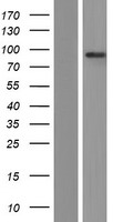 PAN3 Human Over-expression Lysate