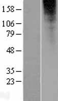 OR2L13 Human Over-expression Lysate