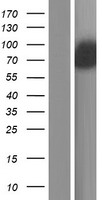 ANKRD43 (SOWAHA) Human Over-expression Lysate