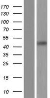 MAGEC3 Human Over-expression Lysate