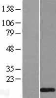 TRA16 (NR2C2AP) Human Over-expression Lysate