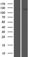 NLRP8 Human Over-expression Lysate