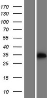 PPA2 Human Over-expression Lysate