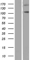 NLRP9 Human Over-expression Lysate