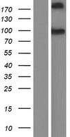 Cadherin like 26 (CDH26) Human Over-expression Lysate