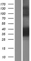 PPM1A Human Over-expression Lysate