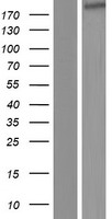 IQGAP3 Human Over-expression Lysate