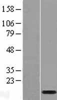 LCE1B Human Over-expression Lysate
