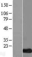 LCE3C Human Over-expression Lysate