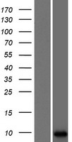 LCE3A Human Over-expression Lysate