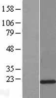 LCN8 Human Over-expression Lysate