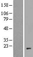 C20orf166 (MIR1-1HG) Human Over-expression Lysate