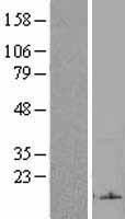 TAFA2 Human Over-expression Lysate