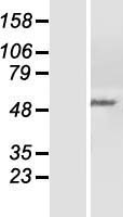 PPP2R5C Human Over-expression Lysate