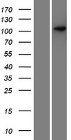 SEZ6 Human Over-expression Lysate