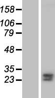 FKBP7 Human Over-expression Lysate