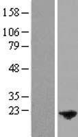 CPLX4 Human Over-expression Lysate