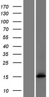 FAM101A (RFLNA) Human Over-expression Lysate