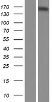 SRC3 (NCOA3) Human Over-expression Lysate