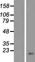Protein cornichon homolog 2 (CNIH2) Human Over-expression Lysate