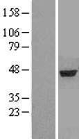 Aminoadipate aminotransferase (AADAT) Human Over-expression Lysate