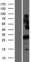 PRSS42P Human Over-expression Lysate