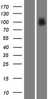 MACC1 Human Over-expression Lysate